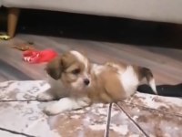 Orijinal morkie terrier yavrular