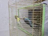 Genç Çift Uysal Kuşlarımız