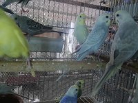 Erkek Muhabbet Kuşu Ele Alıştırmalık