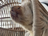 British Longhair 3 Yaşında