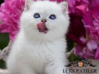 Kar beyaz silver british shorthair