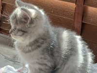 Silver Erkek Yavru Kedimiz