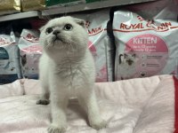Türünün En Güzel Örneklerinden Scottish Fold Yavrularımız