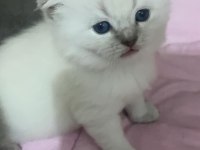 British Ve Scottish Fold Yavru Kediler
