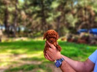 Toy Poodle Mı İstemiştiniz
