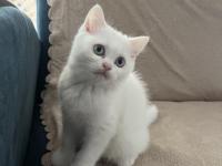 British Shorthair Güzel Kız