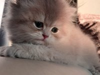 Show Kalite British Longhair Bebekler