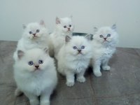 Pamuk British Longhair Yavrularımız