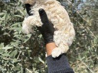 Maltipoo Bebekler