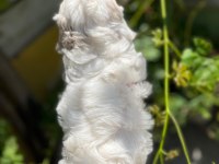 Terrier maltese 0 numara