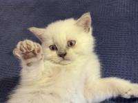 British shorthair pamuklarımız yeni yuvalarını arıyor