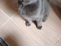 2 yaşında british shorthair