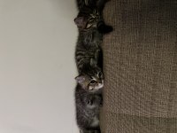 Scottish Fold Ve Straight Yavrular