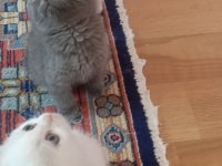 British Shorthair Yavrularımız Oyuncu