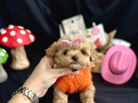 Büyümeyen küçük ırk maltipoo bebekler
