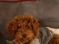 Poodle Köpeğimiz Esenyurt