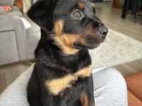 60 günlük rottweiler dişi iç dış parazit yapıldı