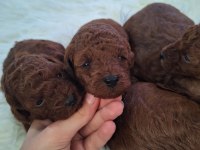 Mersin Lokumu Poodle Yavrular