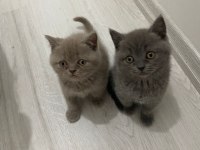 British Shorthair Son 2 Yavru