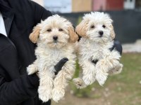 Maltipoo Bebekler