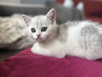 Yavru Erkek British Shorthair