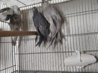 8 Adet Yavru Yeme Düşmüş Yavru Sultan Papağanı