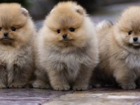 Ayı surat gülen yüz pomeranian boo