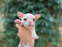 Muhteşem Yüzlü French Bulldog Yavrularımız