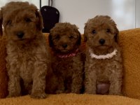 Toy Poodle Bebek Köpeklerim