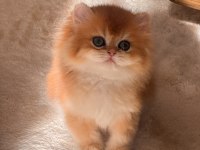 Safkan british longhair ny12 dişi