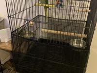 Bir Yaşında Dişi Evcil Alexander (İskender Papağanı)