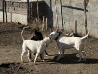 Damızlık 3 Bull Terrier Dişimiz Satılıktır Toplu