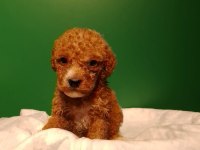 Kahve Rengi Poodle Yavrularımız