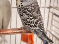 Çocuklar Bile Eğitebilir İstanbul İçi Eve Teslim Muhabbet Kuşu