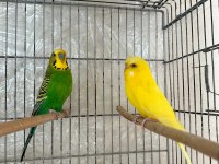 Kırmızı gözlü lutino muhabbet kuşlar