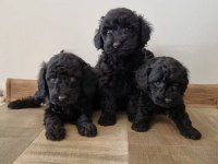 Siyah toy poodle köpeği yavrularımız
