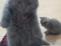 Safkan A Kalite Kül Renkli Hürrem Kız 1.5 Aylık British Shorthair