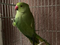 Pakistan Papağanımız