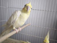 Çift Lutino Sultan Papağanı