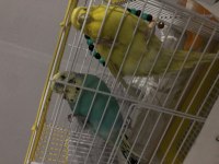 Çift kuşlarım sahiplendirilecek