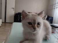 British shorthair ve blue point