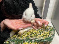 Camdan Aşağı Atılan Yavru Tavşan