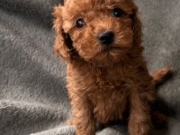 Red brown toy poodle