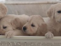 Sağlıklı golden retriever yavrular