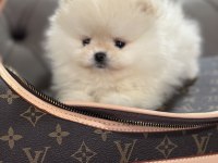 Orjinal erkek teacup pomeranian