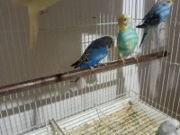 1 Çift 4 Yavru 1 Erkek Muhabbet Kuşlar