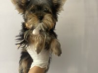 Safkan Yorkshire Terrier Köpekler
