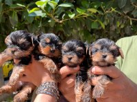 Teacup Yorkishire Bebekler