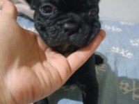 Erkek French Bulldog Yavruları