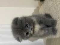 Exotic Ve Scottish Kediler